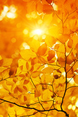 Autumn leaves on sun