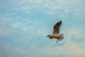 gull flying against the cloudy sky background