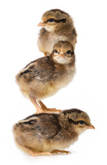 a little brown chickens isolated on a white