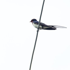 Isolated image of a Swallow, lat. Hirundo rustica, sitting on a metal wire