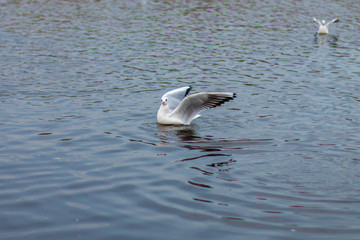 the seagull hunts fish in the lake