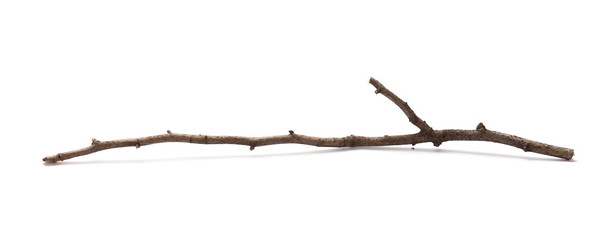 Dry branch isolated on white background