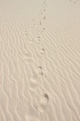 Human footsteps in the sand dunes