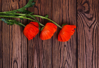 Red poppy on wood