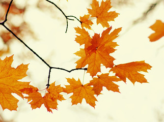  Autumn leaves  background.