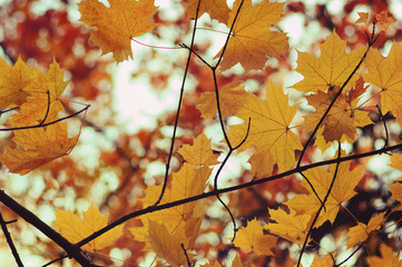  Autumn leaves  background.