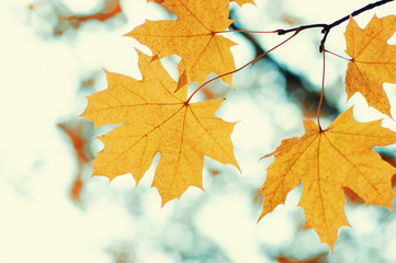  Autumn leaves  background.