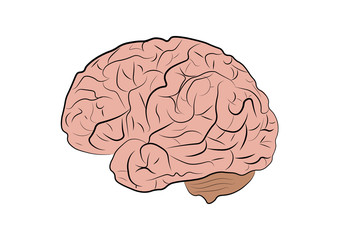 Vector illustration of a human brain on a white background