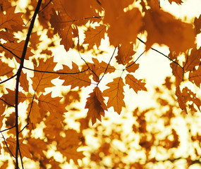  Autumn leaves on  nature