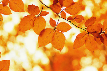  Autumn leaves on  nature
