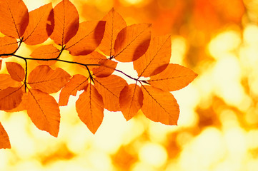  Autumn leaves  background.
