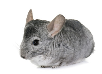 chinchilla in studio