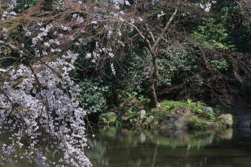 Obraz na płótnie Canvas Decorative cherry tree blossoms above water with reflection.kyoto,japan.