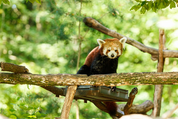 Ein kleiner Pandabär sitz auf seinem Ast