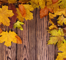 Naklejka na ściany i meble autumn leaves on background