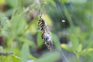 Spider crossed striped female and caught insects in web.