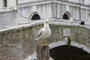 Larus michahellis, Yellow-legged gulls on wooden bricole in front of old bridge in Chioggia Italy