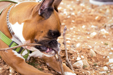 Perro de raza boxer marron canela y blanco con antifaz negro en la cara tumbado en arena marron...