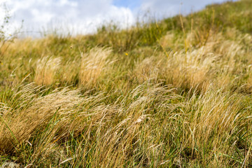 Fototapeta premium Vom Winde verweht