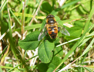 Resting Bee