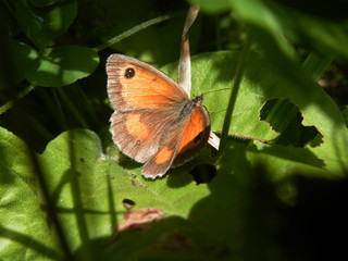 Small Heath Butterfly Among Leaves