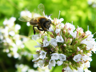 Pollenating Bee