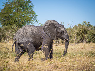 Naklejka na ściany i meble Large wet African elephant walking through dry grass at Moremi Np, Botswana, Africa