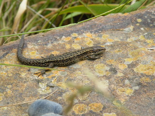 Little Lizard on Rock
