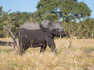 Younger elephant with crippled trunk walking away from Kwai river, Moremi NP, Botswana