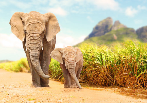 African Bush Elephants - Loxodonta africana family walking on the road in wildlife reserve. Greeting from Africa. © Kletr