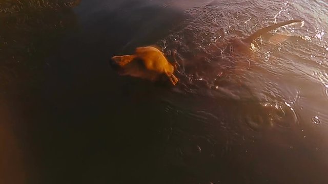 The dog is swimming. Dachshund dog swims in the lake