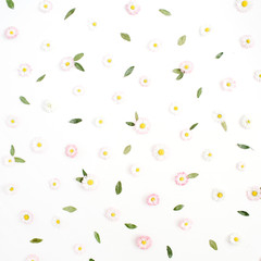 Fototapety  Kwiatowy wzór wykonany z kwiatów rumianku biały i różowy stokrotka, zielone liście na białym tle. Płaski świecki, widok z góry. Stokrotka tło. Wzór pąków kwiatowych.