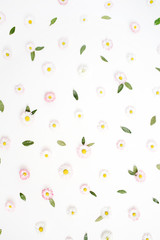 Floral pattern made of white and pink chamomile daisy flowers, green leaves on white background. Flat lay, top view. Daisy background. Pattern of flower buds.