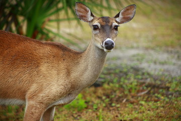 A deer