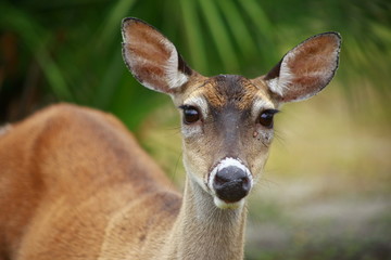 Deer closeup