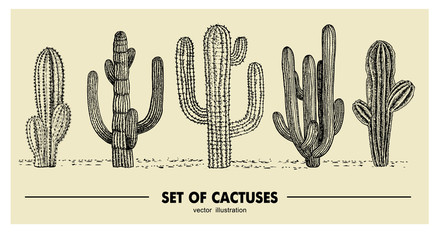 Vector set of hand drawn cactus. Sketch illustration. Different cactuses in monochrome style © Siberian Art