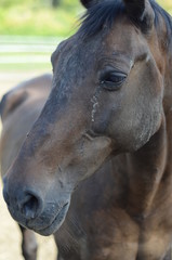 Naklejka premium horse portrait face brown