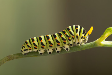 green caterpillar machaon on dill