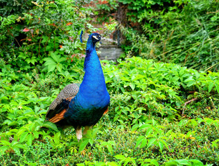 Obraz premium Peacock (Pavo Linnaeus). Male peacock. Portrait of a beautiful peacock in nature park