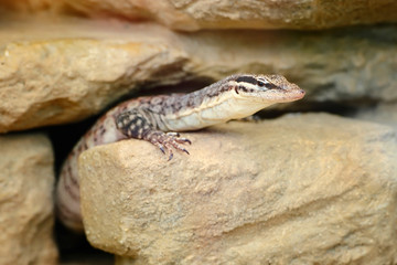 A small Varanus (Varanus glauerti) got out of the hole