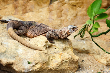 A Common Chuckwalla (Sauromalus ater) sitting on a stone