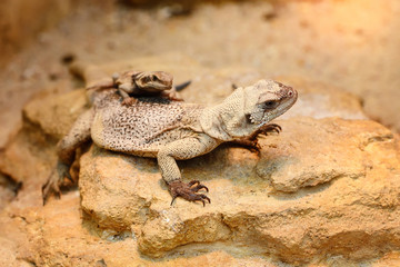 Common Chuckwalla (Sauromalus ater) sitting on stones