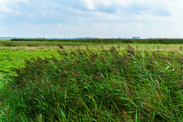 Schilf Feld an der nordsee mit bewölktem hintergrund