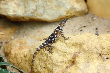 Starred or Hardun Agama (Laudakia stellio) sitting on stone