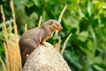 Dwarf mongoose (Helogale parvula) perched on stone