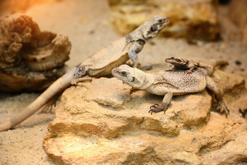 Common Chuckwalla (Sauromalus ater) sitting on stones