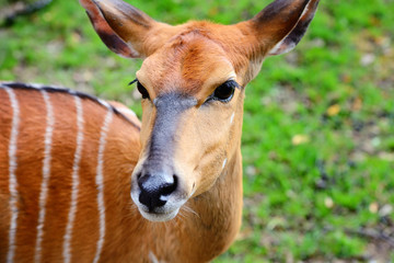 Lowland Nyala (Tragelaphus angasii) portrait of a cute famale