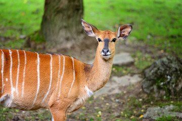 Female nyala antelope (Tragelaphus angasii)
