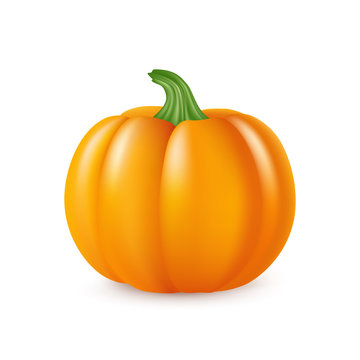 Realistic pumpkin isolated on white background. Vector image.