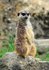 Meerkat family member (Suricata suricatta) on guard